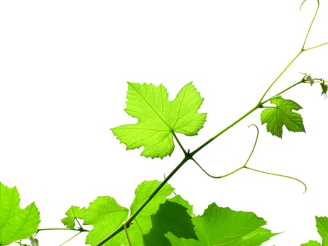 Vine vitis grapevine