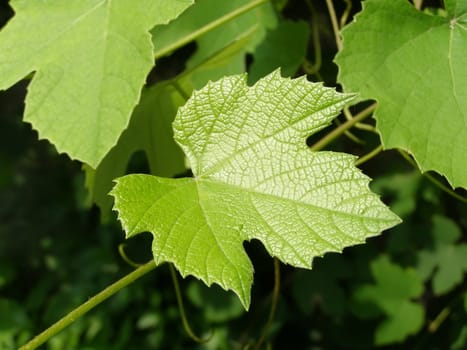 Vine vitis grapevine