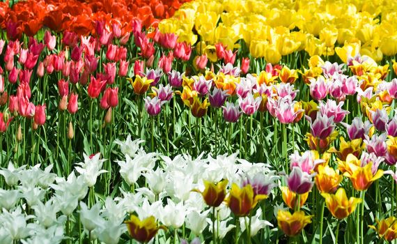 Tulips in mixed colors in the sun in spring