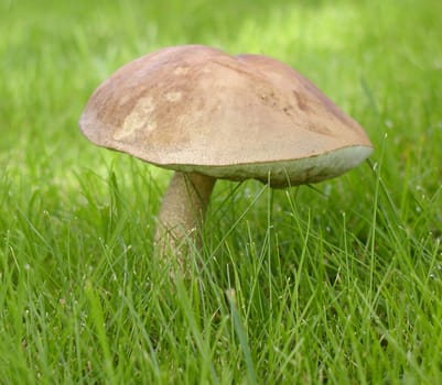 Mushroom in a meadow