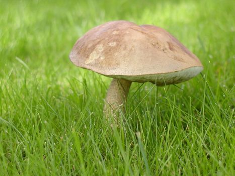 Mushroom in a meadow