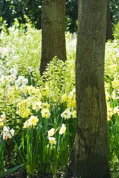 Yellow and green colors of daffodils and frittilaria in spring