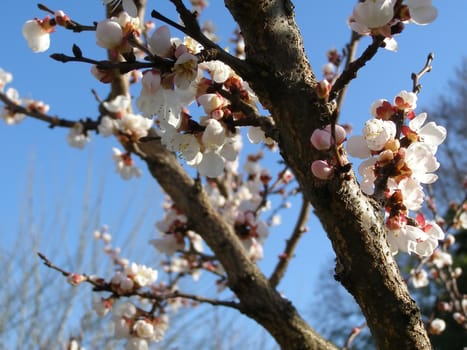 Apricot fruit tree flowers in spring over blue sky background