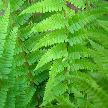 Fern leaves