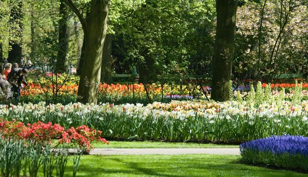 Blooming daffodils and tulips in the park in spring