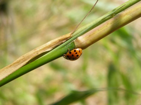 Coccinella on a bamboo tree cane