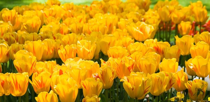 Lots of yellow tulips in the park in spring