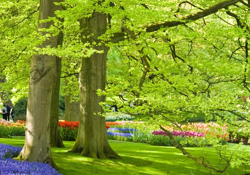 Park with beech trees and flowers in spring time