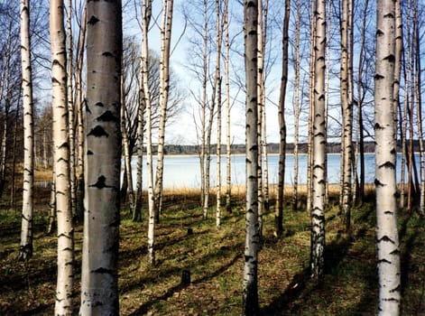 Finnish forest of birch trees