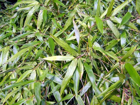 Bamboo Tree leaves background