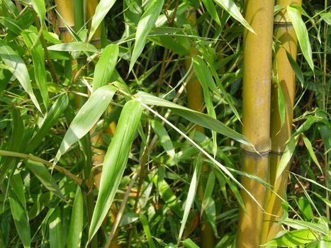 Bamboo cane tree leaf