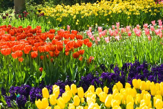 Tulips, hyacinths and daffodils in many colors in spring