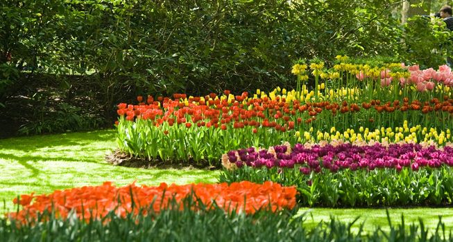 Groups of colorful tulips in the park in spring