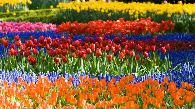 Colorful tulips and common grape hyacinth in spring