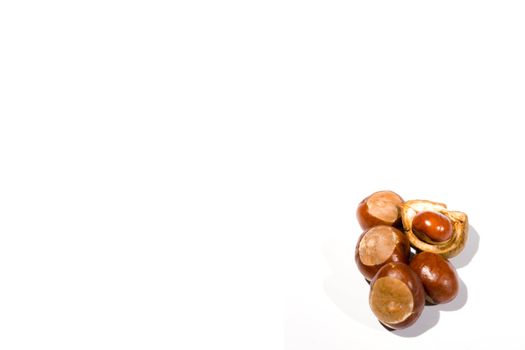 high key image of a small collection of horse chestnuts on a white background