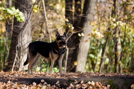 Mongrel dog in autumn forest
