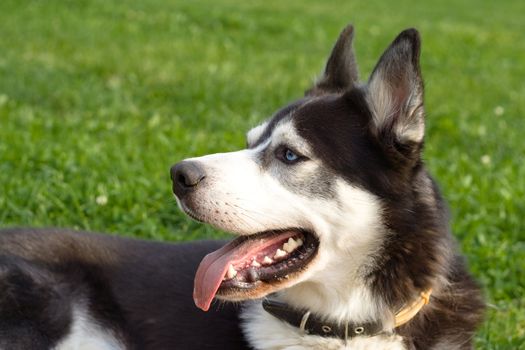 Dog looks at its master on green field
