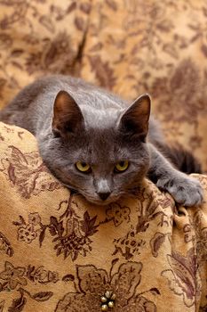 grey cat lying on gobelin looks at you
