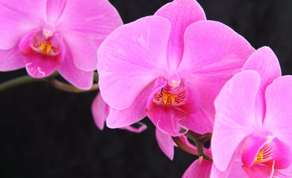 orchid phalaenopsis