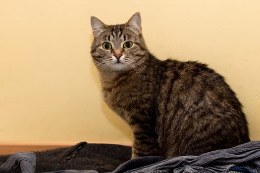 tabby grey cat sitting on rags
