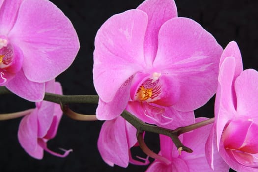 orchid phalaenopsis