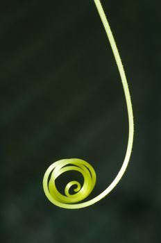 Curled tendril of a crawling plant