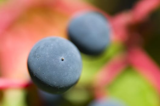 Virginia creeper or five-leaved ivy (Parthenocissus quinquefolia)