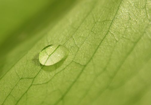 a water drop on a green leaf