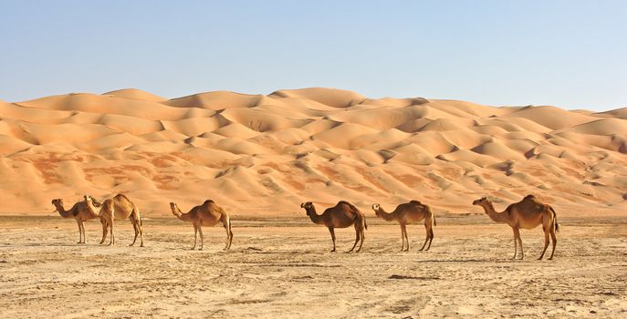 Camels in the Rub al Khali or Empty Quarter. Straddling Oman, Saudi Arabia, the UAE and Yemen, this is the largest sand desert in the world.