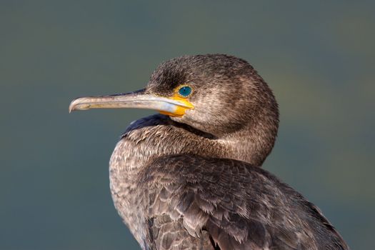 Portrait of a Cape Cormorant (Phalacrocorax capensis), Cape Peninsula, South Africa.