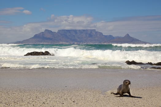 A young Cape Fur Seal (Arctocephalus pusillus) with Table Mountain in the background, Blouberg Beach, Cape Town.