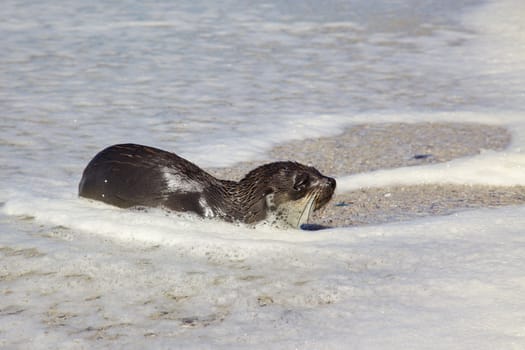 A young Cape Fur Seal (Arctocephalus pusillus) resting while coming ashore, Cape Town, South Africa.