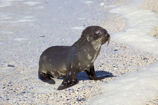 A young Cape Fur Seal (Arctocephalus pusillus) coming ashore on Blouberg Beach, Cape Town, South Africa.