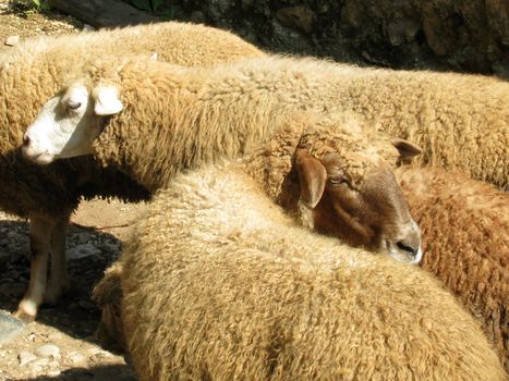 Sheep, herd, a flock, a pet, agriculture, animal industries, village, village