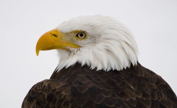 a bald eagle close up shot during the winter