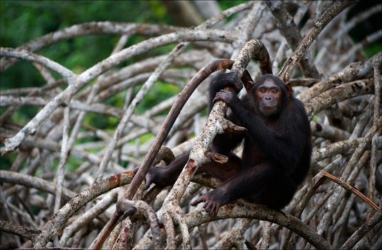 Chimpanzee on mangrove branches. Lonely the chimpanzee sits at water on roots mangrove thickets.
