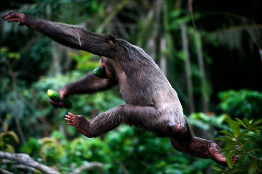 The chimpanzee escapes. A chimpanzee in a jump from a branch on a branch, in hands the stolen cucumber.
