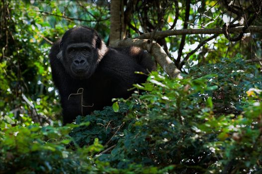 The young male of a lowland gorilla observes from tree branches.