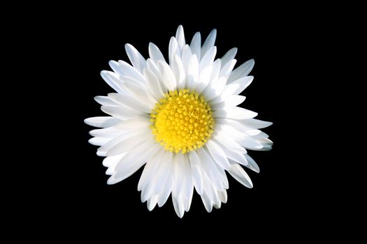 Camomile flower isolated over a black background