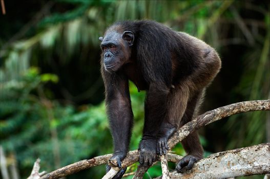 Vigilance. The chimpanzee costs on a branch of a tree with care looking afar.