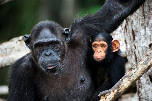 Chimpanzee with a cub on mangrove branches. Mother-chimpanzee sits and holds on hands of the kid.