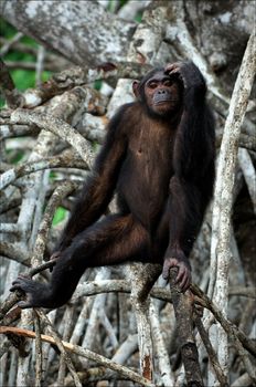 The chimpanzee sits on a branch of a tree and thoughtfully looks.