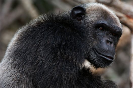 Portrait of the adult male of a chimpanzee at a short distance.