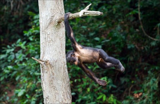 The acrobat. The kid of a dwarfish chimpanzee of Bonobo frolics on a tree in jungle.