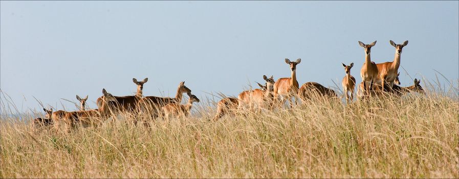 Gazelles stand against the yellow dried up grass in savanna.