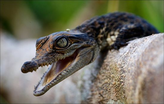 Cub of a crocodile. Small crocodile cub already with a rage, threatening, opens a large-toothed mouth.