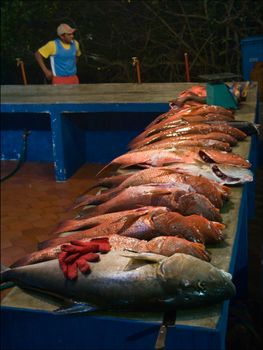 Fish on a counter. On a counter early in the morning already lies, caught by fishermen, fish.