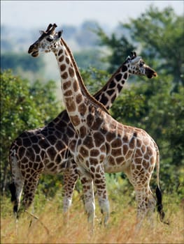 Two giraffes. Under a shining sun two giraffes stand at a tree with the crossed long necks.