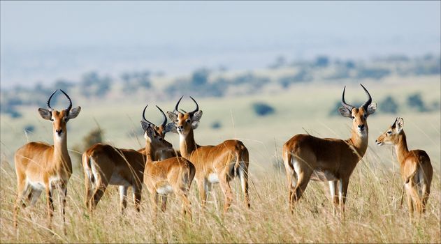 The group of antelopes the impala costs on the grass which has turned yellow from the hot sun.