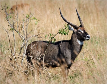 Uganada Kob. This is Uganda national animal.